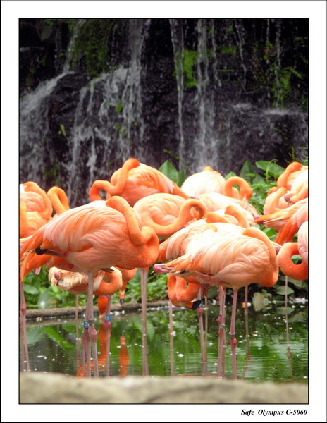 2005 - 06 - Jurong Birdpark 37.JPG